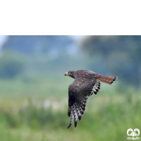 گونه سارگپه چشم سفید White-eyed Buzzard